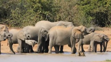 Afrika filleri (Loxodonta africana) içme suyu, Kruger Ulusal Parkı, Güney Afrika