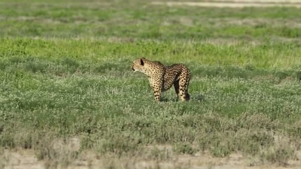 Hunt Etkin Milli Parkı Namibya Üzerinde Bir Uyarı Çita Acinonyx — Stok video