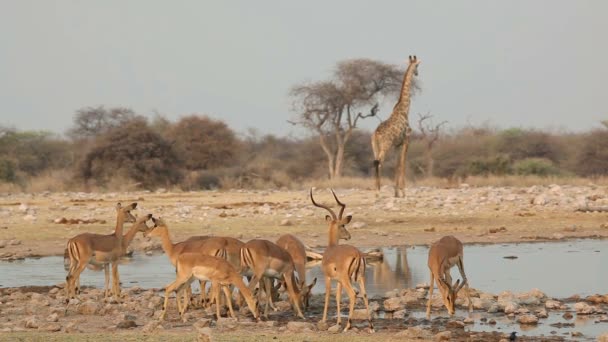 Alert Impala Antelopes Aepyceros Melampus Waterhole Etosha National Park Nebia — стоковое видео