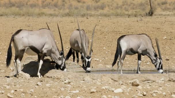 Gemsbok Antelopes Oryx Gazella Drinking Water Kalahari Desert South Africa — Stock Video