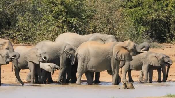 Słonie Afrykańskie Loxodonta Africana Woda Pitna Park Narodowy Kruger Republika — Wideo stockowe