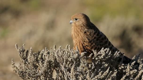 Daha büyük kerkenez (Falco rupicoloides) bir çalılığa tünemişti, Kalahari, Güney Afrika