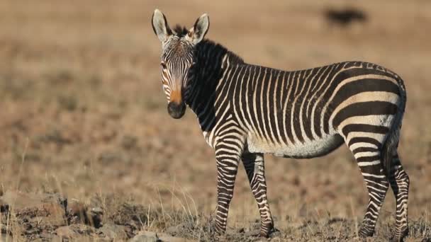 Kaap Berg Zebra Equus Zebra Natuurlijke Habitat Mountain Zebra National — Stockvideo