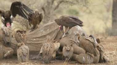 Ak sırtlı ve sarkık şey karşı karşıya akbabalar ölü bir fil, Kruger National Park, Güney Afrika ve atma