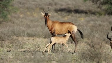 buzağı, kalahari Çölü, Güney Afrika emdikleri ile kırmızı hartebeest antilop (alcelaphus buselaphus)