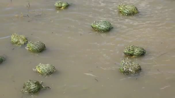 Rãs Touro Gigantes Africanas Pyxicephalus Adspersus Acasalando Lutando Águas Rasas — Vídeo de Stock