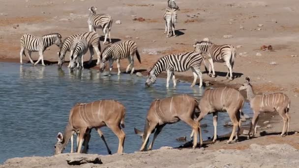 捻角羚羚羊和平原斑马在水坑 埃托沙国家公园 纳米比亚喝酒 — 图库视频影像