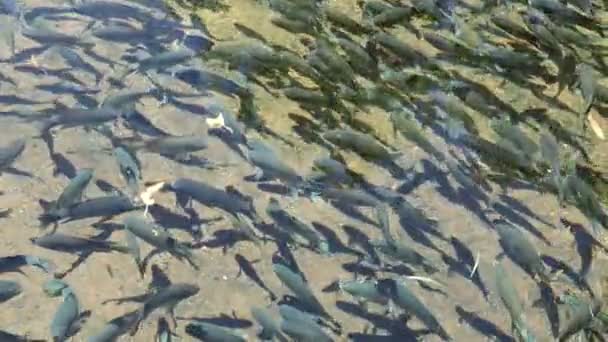 罗非鱼鱼在清澈的淡水池塘的水中游泳 — 图库视频影像