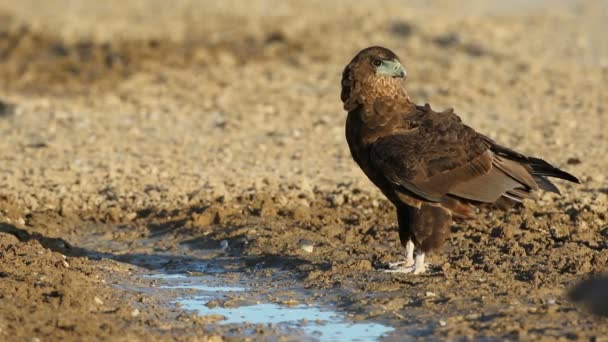 Giovane Aquila Bateleur Immatura Terathopius Ecaudatus Una Pozza Acqua Nel — Video Stock