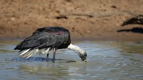 Wollhalsstorch Ciconia Episcopus Beim Baden Flachen Wasser Südafrika — Stockvideo