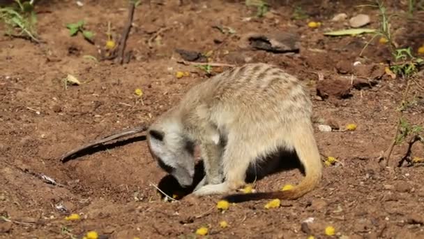 Een Meerkat Suricata Suricatta Die Actief Foerageert Natuurlijke Habitat Zuid — Stockvideo