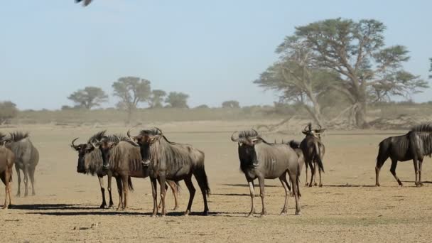 Manada Ñus Connochaetes Taurinus Polvo Desierto Kalahari Sudáfrica — Vídeo de stock