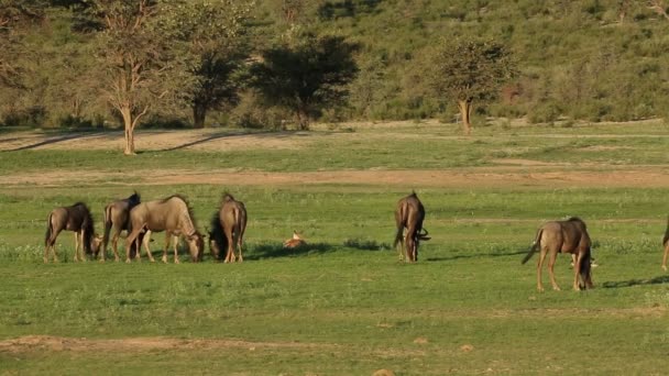 Liten Hjord Blå Gnuer Connochaetes Taurinus Som Betar Gräsmark Kalahari — Stockvideo