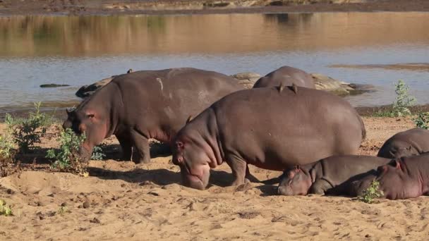 Nijlpaarden Hippopotamus Amphibius Buiten Het Water Kruger National Park Zuid — Stockvideo