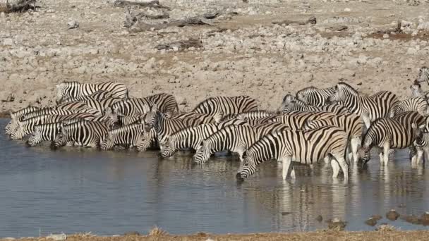 Stádo planin zebry (Equus burchelli) pitné vody u pramene, národní park Etosha, Namibie