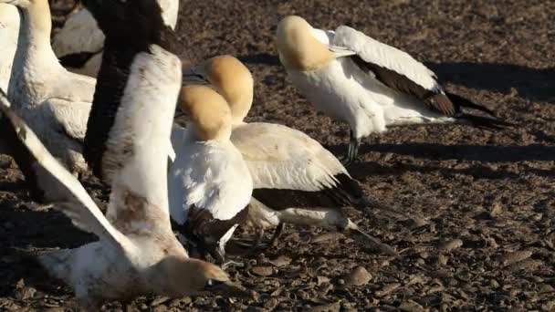 Mys Gannets Morus Capensis Preening Ptačí Ostrov Lamberts Bay Jihoafrická — Stock video