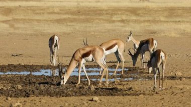 Antidorcas marsupialis (Antidorcas marsupialis) Güney Afrika 'daki Kalahari Çölü' nde bir su birikintisi sürüsü.