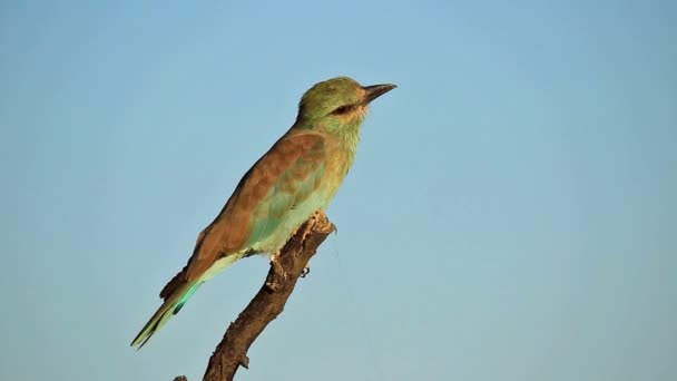 Evropský Válec Coracias Garrulus Usazený Větvi Proti Jasně Modré Obloze — Stock video