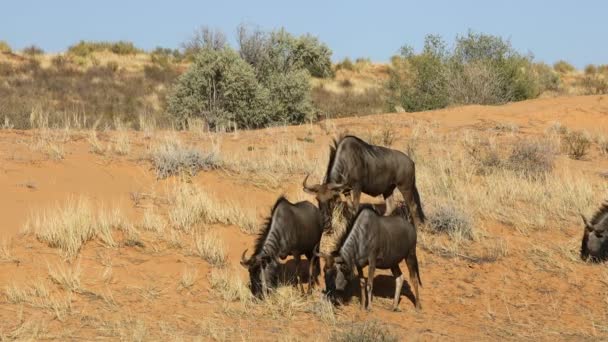 Ñus Azul Connochaetes Taurinus Alimenta Las Dunas Del Desierto Kalahari — Vídeos de Stock