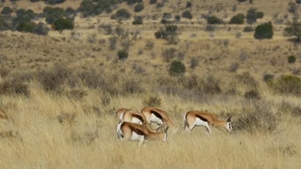 Antílopes Springbok Antidorcas Marsupialis Alimentándose Pastizales Secos Con Olas Calor — Vídeos de Stock