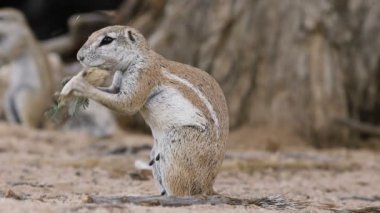Bir yer sincabı (Xerus inaurus) besleniyor, Kalahari Çölü, Güney Afrika