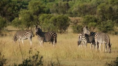 Zebralar (Equus burchelli) doğal ortamlarında, Güney Afrika