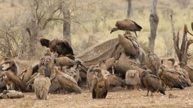 Ak sırtlı akbaba (Gyps africanus) ölü bir fil, Kruger National Park, Güney Afrika ve atma