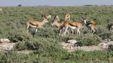 Springbok antilop (Antidorcas marsupialis), sürüsü etkin Milli Parkı, Namibya