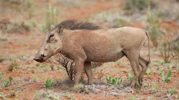 Alert Warthog Phacochoerus Africanus Natural Habitat South Africa — Stock Video