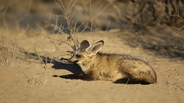 Μια Αλεπού Νυχτερίδες Otocyon Megalotis Φυσικό Περιβάλλον Έρημος Kalahari Νότια — Αρχείο Βίντεο