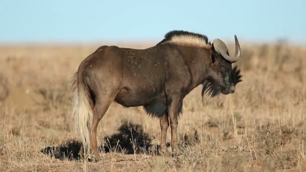 Black Wildebeest Connochaetes Gnou Standing Grassland Mountain Zebra National Park — Stock Video