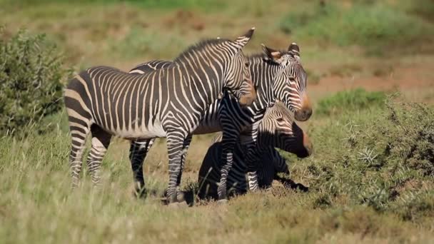 Family group of Cape mountain zebras (Equus zebra), Mountain Zebra National Park, Jihoafrická republika