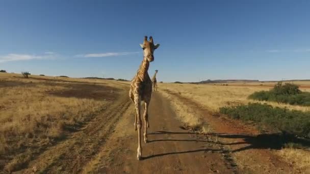 Gedetailleerde Demonstratie Van Werkelijke Beweging Van Een Giraffe Giraffa Camelopardalis — Stockvideo