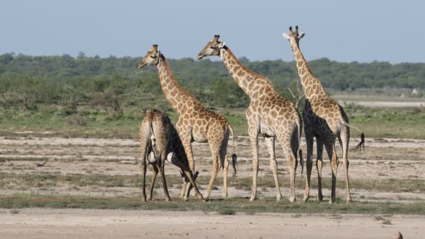 Жирафы Giraffa Camelopardalis Равнинах Национального Парка Этоша Намибия — стоковое видео