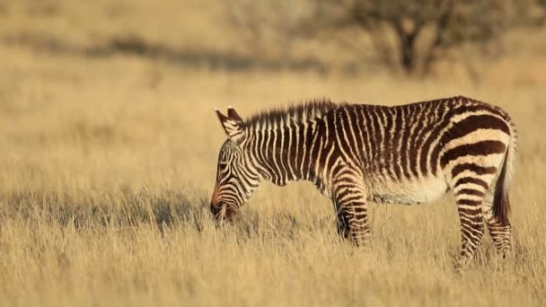 Cebra Montaña Del Cabo Equus Zebra Pastando Praderas Abiertas Parque — Vídeo de stock
