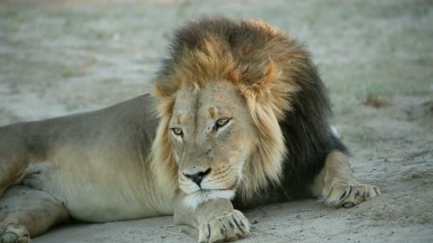 Большой Африканский Лев Panthera Leo Отдыхает Ранним Утром Пустыня Калахари — стоковое видео