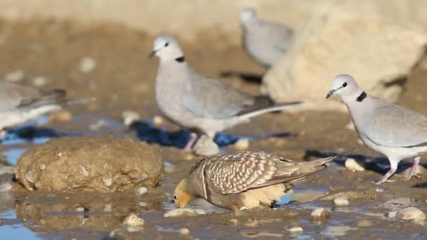 Namaqua Sandgrouse Cape Turtle Doves Drinking Water Waterhole Kalahari Desert — Αρχείο Βίντεο