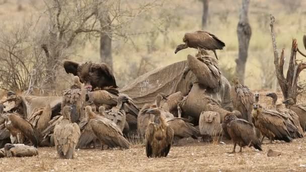 White Backed Vultures Gyps Africanus Scavenging Dead Elephant Kruger National — Stock Video