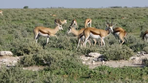 Manada Antílopes Springbok Antidorcas Marsupialis Parque Nacional Etosha Namibia — Vídeos de Stock