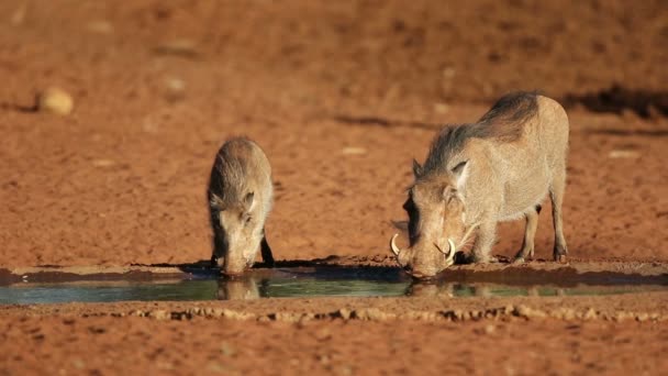 Warthogs Phacochoerus Africanus 饮用水 Mokala国家公园 — 图库视频影像