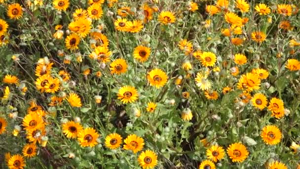 Λαμπρά Χρωματισμένα Λουλούδια Άγρια Κυματίζει Στο Άνεμος Namaqualand Βόρειο Ακρωτήριο — Αρχείο Βίντεο