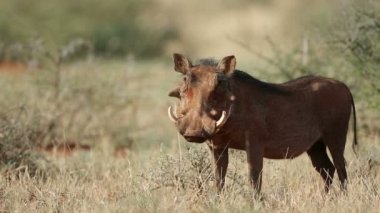 Bir uyarı yaban domuzu (Phacochoerus africanus) doğal ortamlarında, Güney Afrika