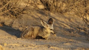 Yarasa kulaklı bir tilki (Otocyon megalotis) doğal yaşam alanı, Kalahari Çölü, Güney Afrika