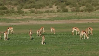 Springbok antilop (Antidorcas marsupialis) besleme, Kalahari, Güney Afrika sürüsü
