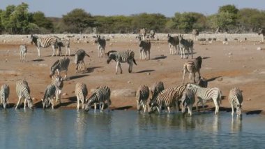 Ovalar zebralar (Equus burchelli) içme suyu, etkin Milli Parkı, Namibya
