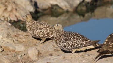 Nama zandhoenders (pterocles NAMA) bij een waterput, kalahari-woestijn, Zuid-Afrika