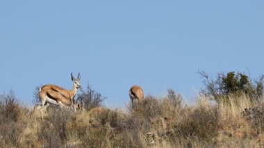 Springbok antilopları (Antidorcas marsupialis) doğal habitatta, Güney Afrika