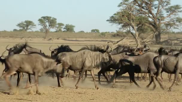 Mavi Wildebeest Connochaetes Taurinus Toz Kalahari Çölü Güney Afrika Sürüsü — Stok video