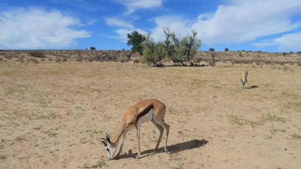 Αντιλόπες Springbok Antidorcas Marsupialis Διατροφή Έρημο Καλαχάρι Νότια Αφρική — Αρχείο Βίντεο