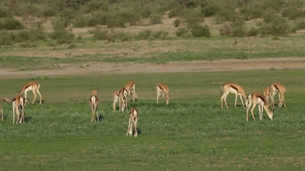 群的喂养 喀拉哈里沙漠 南非的跳羚羚羊 Antidorcas Marsupialis — 图库视频影像